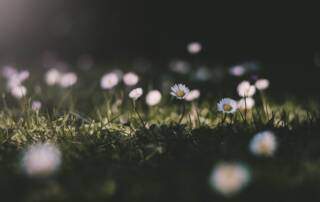 Small white flowers against a softly blurred background