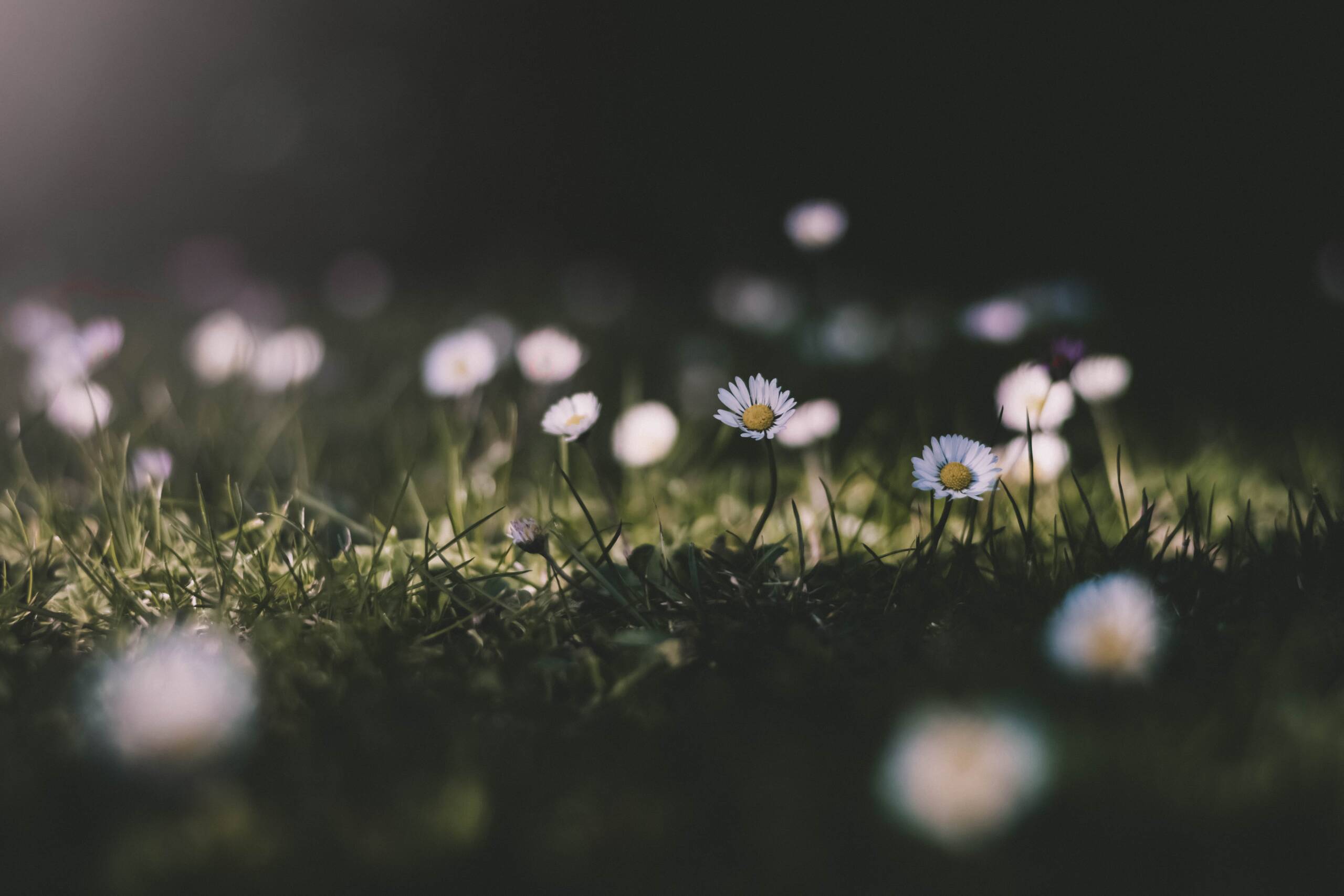 Small white flowers against a softly blurred background